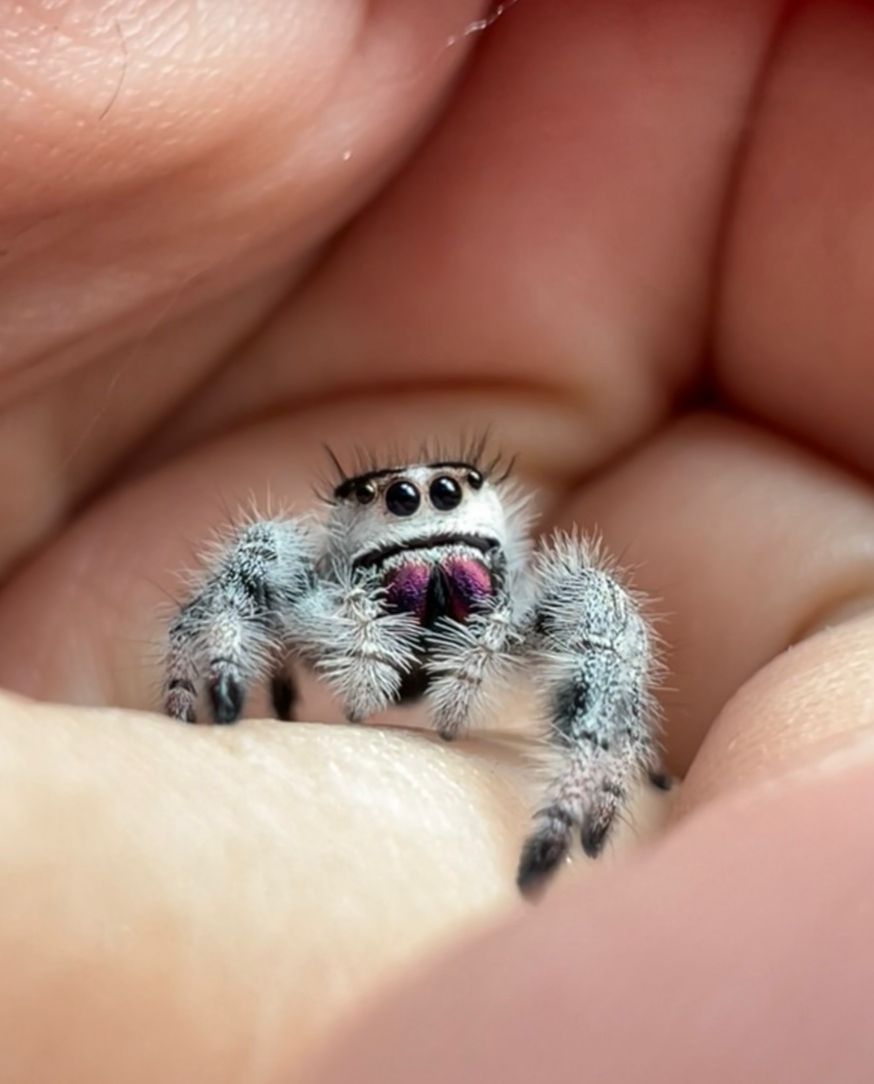 Phidippus regius Bahamas