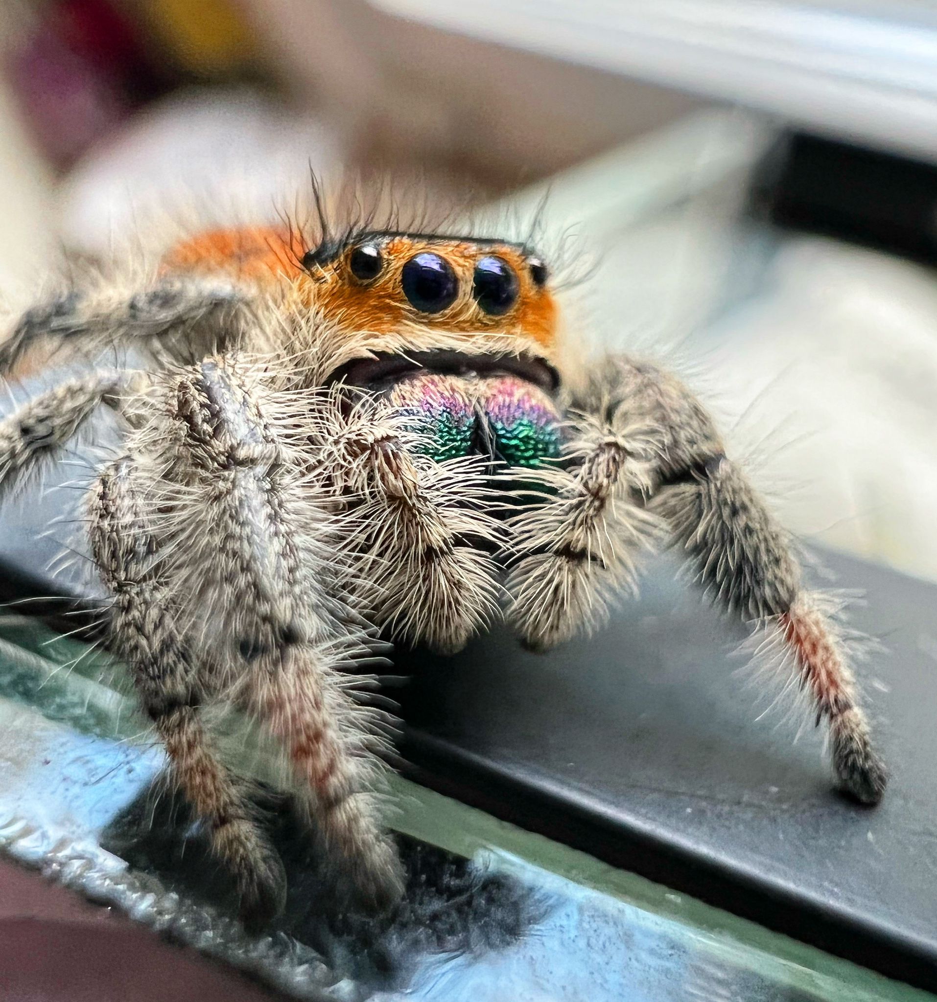 Phidippus regius Florida phidippusmansion