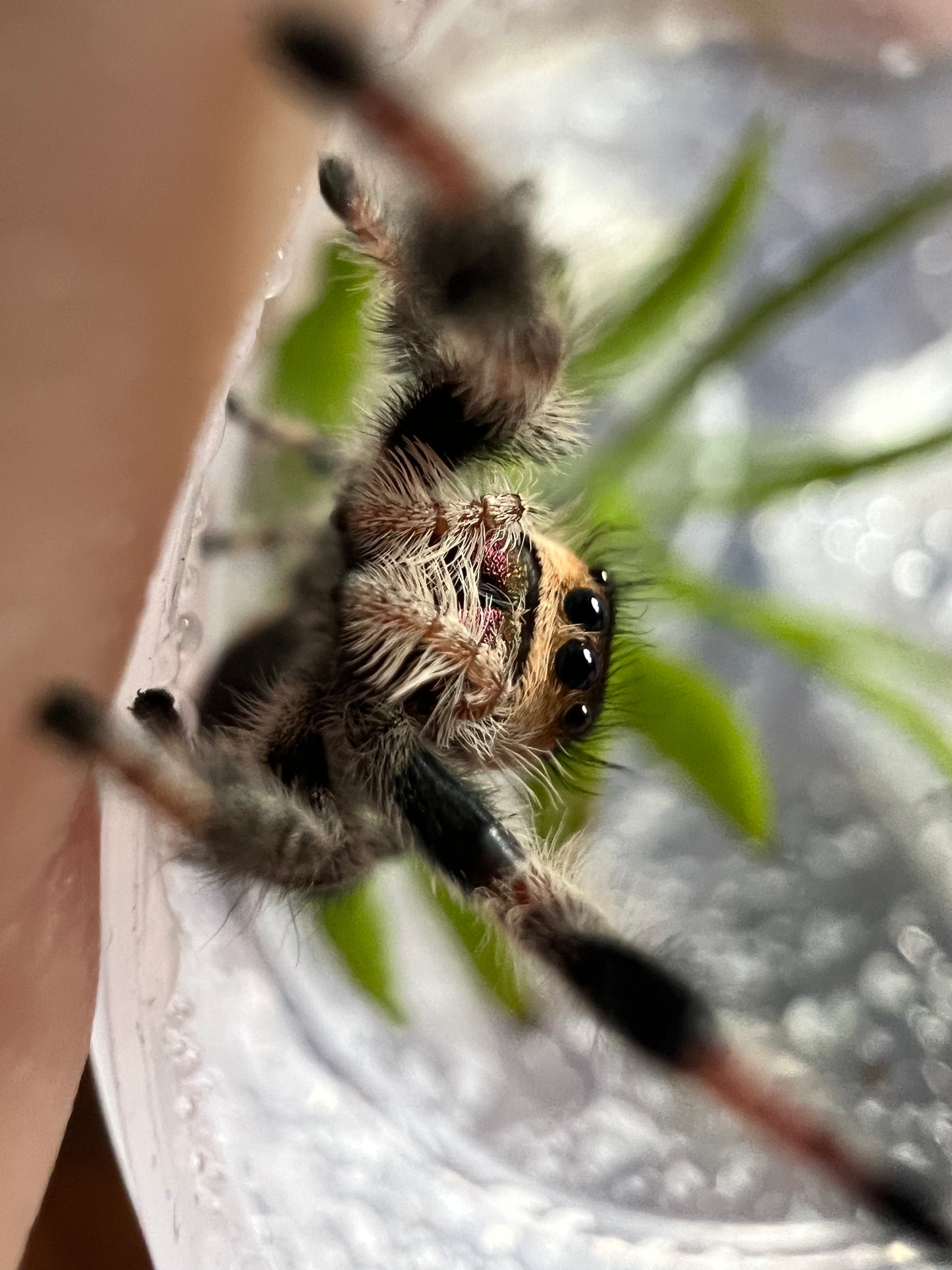 Phidippus regius Rastafari