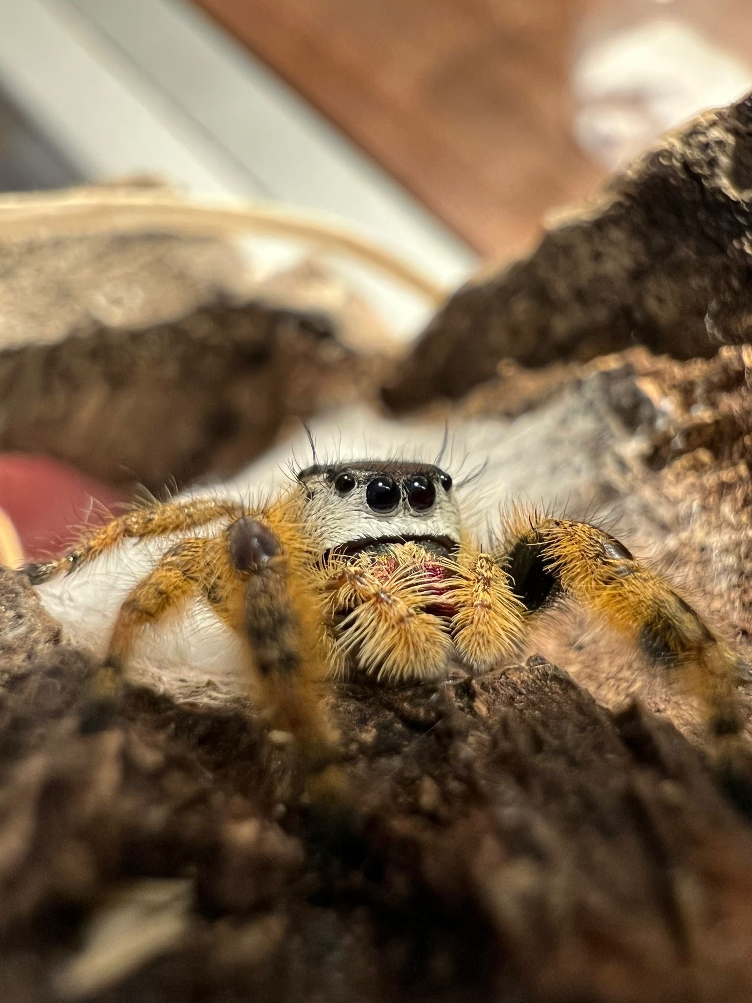 Phidippus otiosus phidippusmansion