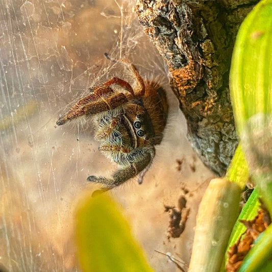 Phidippus spec. ometepe