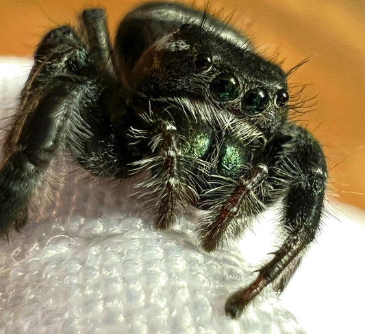 Phidippus carneus