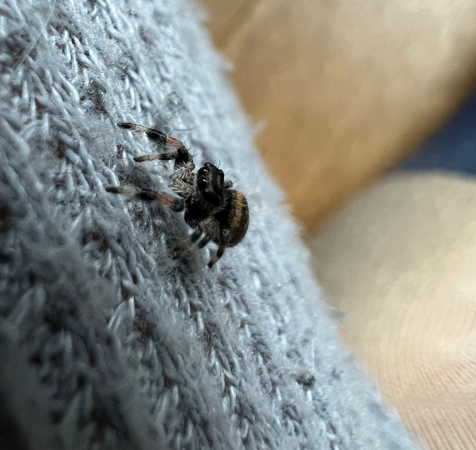 Phidippus regius dos Gardenas phidippusmansion