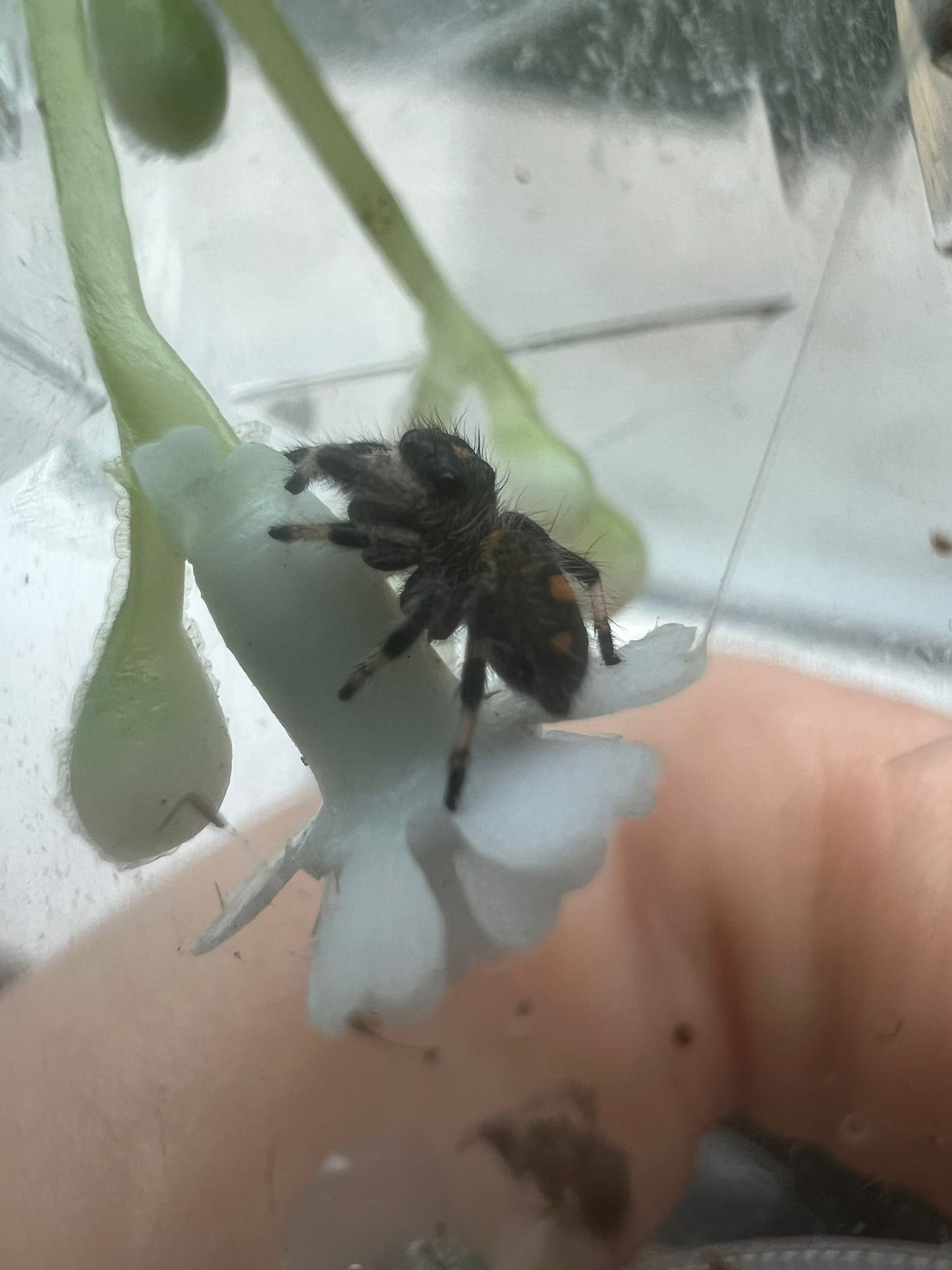 Phidippus regius dos Gardenas