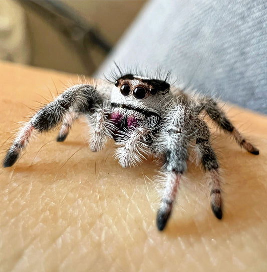 Phidippus regius Bahamas