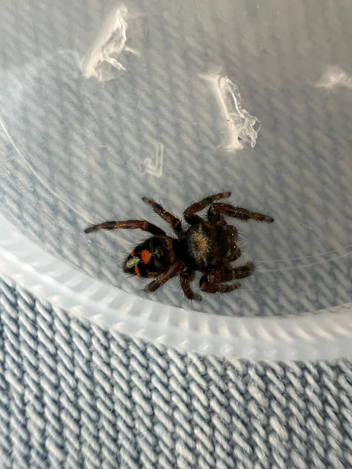 Phidippus audax Bryantae