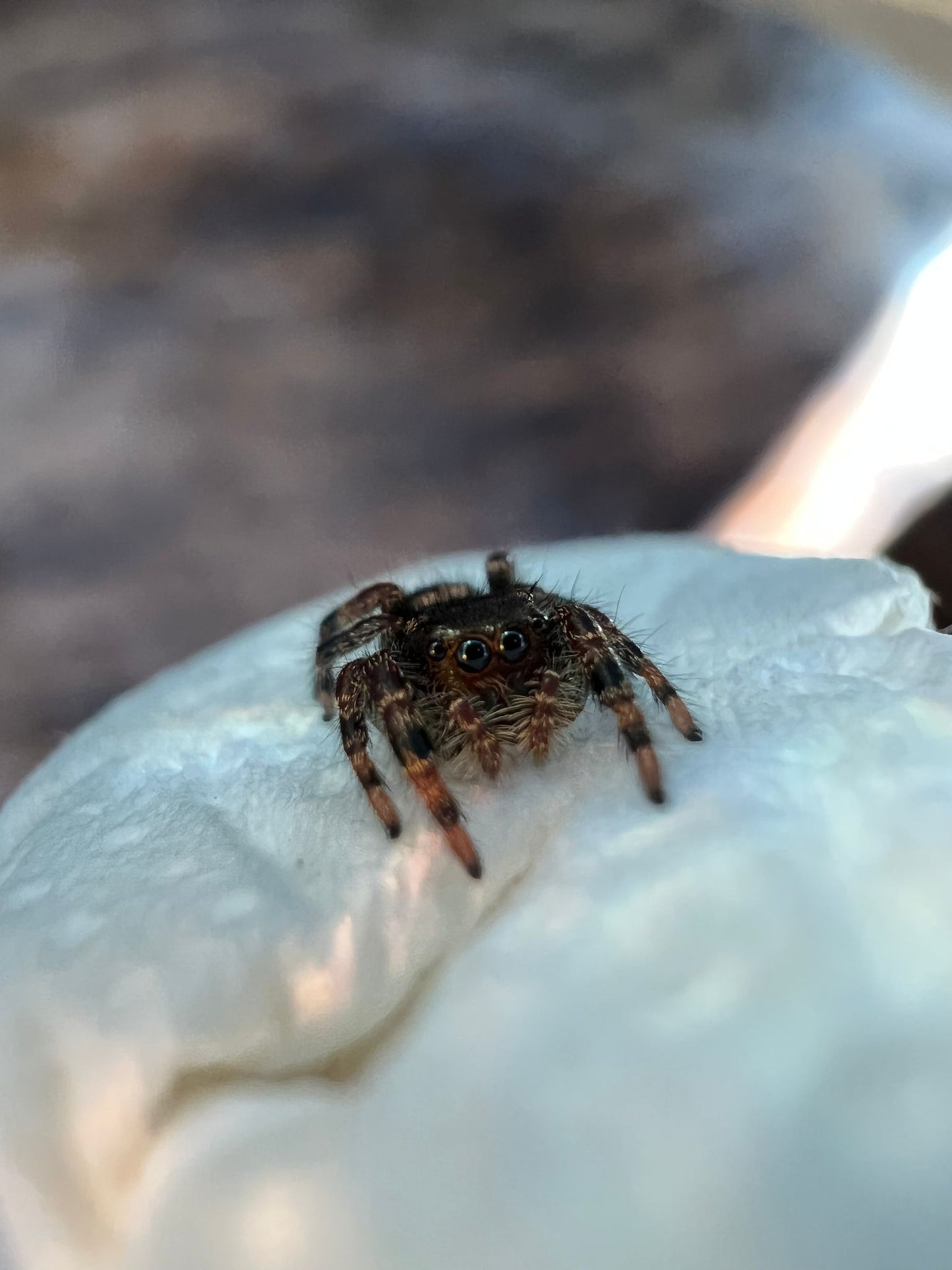 Phidippus audax Bryantae