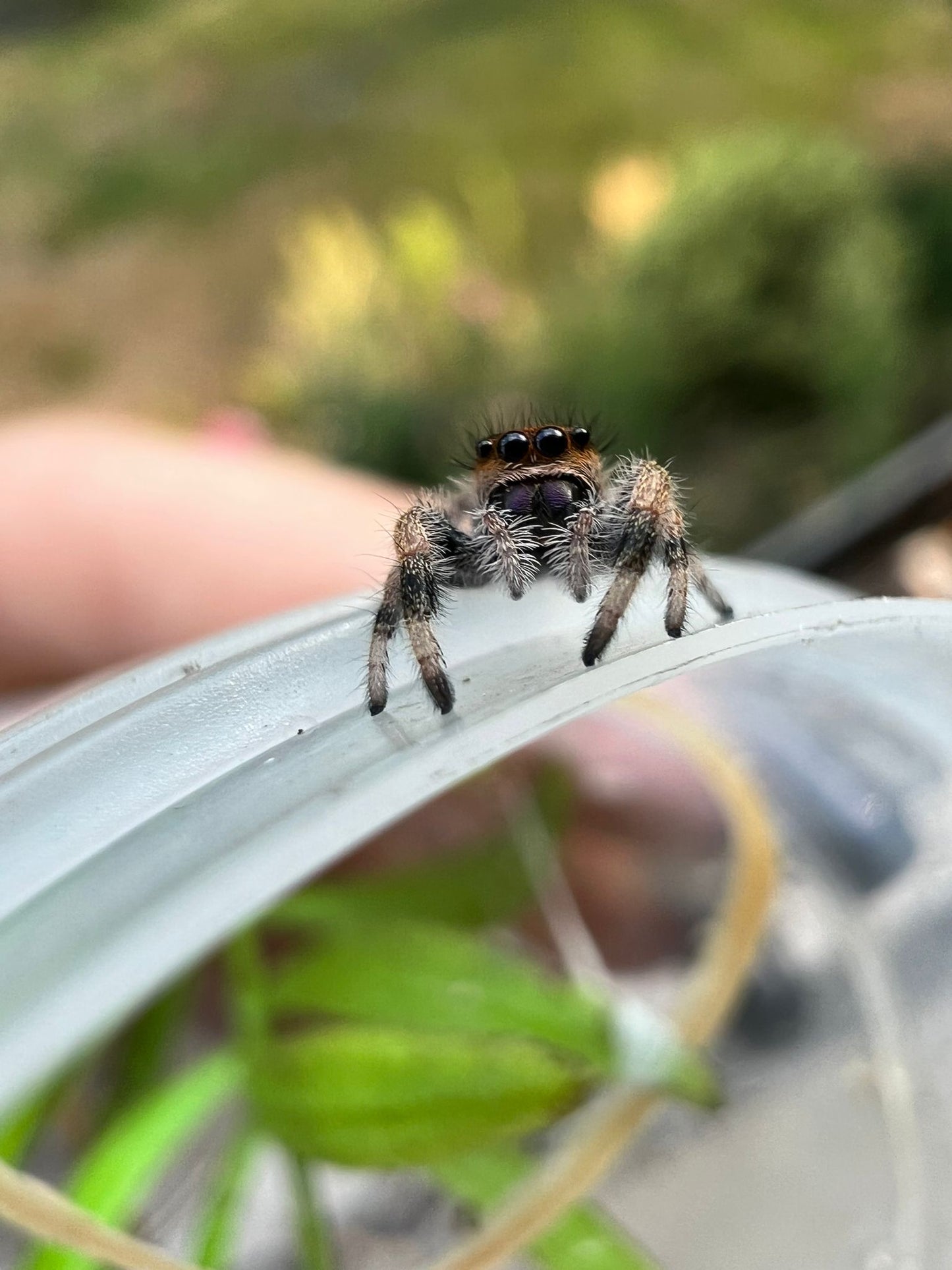 Phidippus regius Soroa