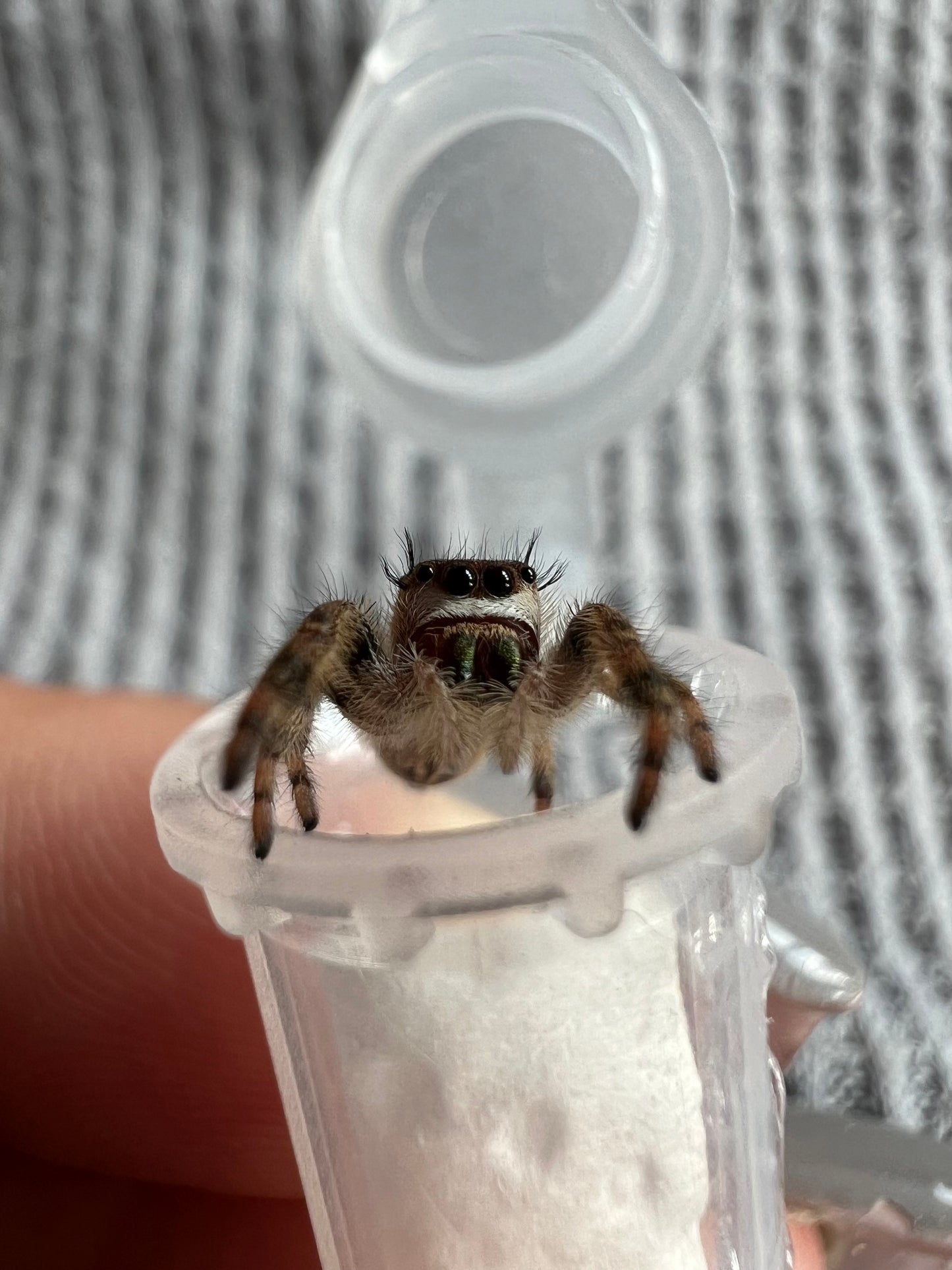 Phidippus otiosus