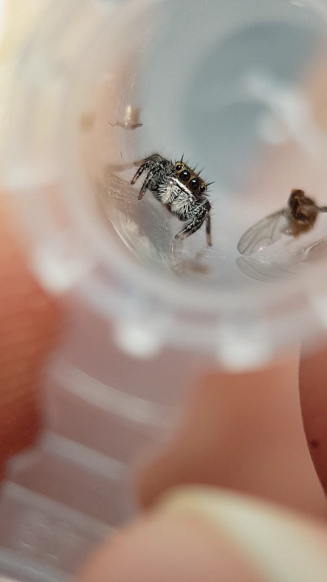 Phidippus spec. ometepe