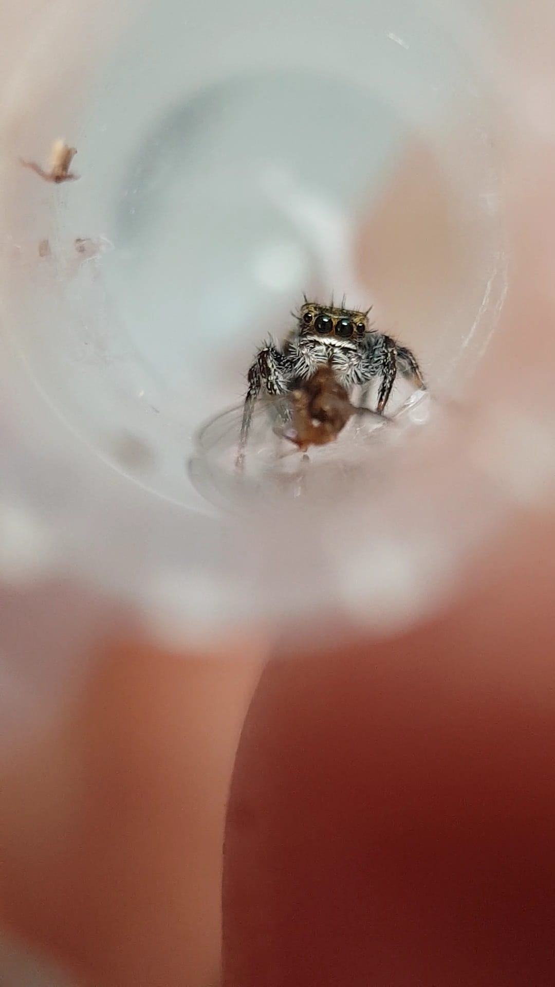 Phidippus spec. ometepe