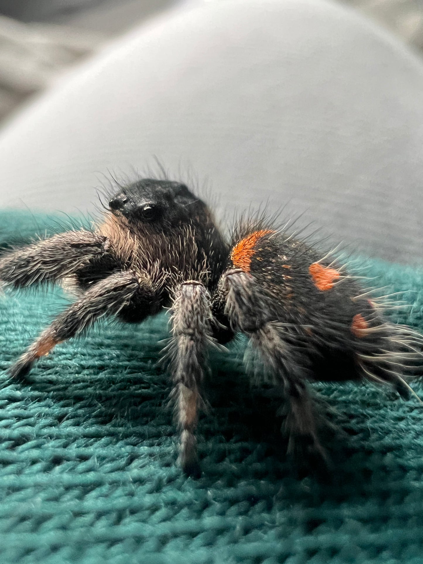 Phidippus regius Soroa