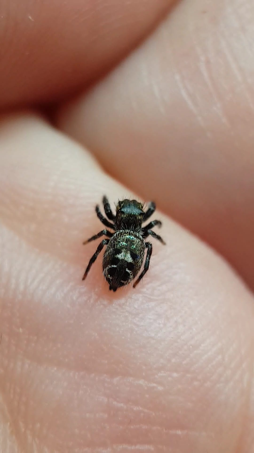 Phidippus spec. ometepe