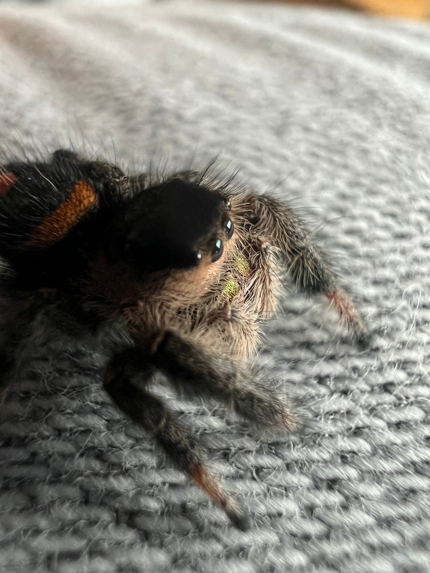 Phidippus regius dos Gardenas