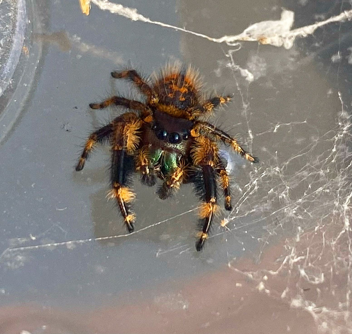 Phidippus otiosus