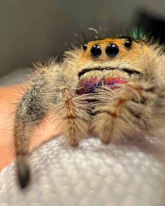 Phidippus regius Soroa