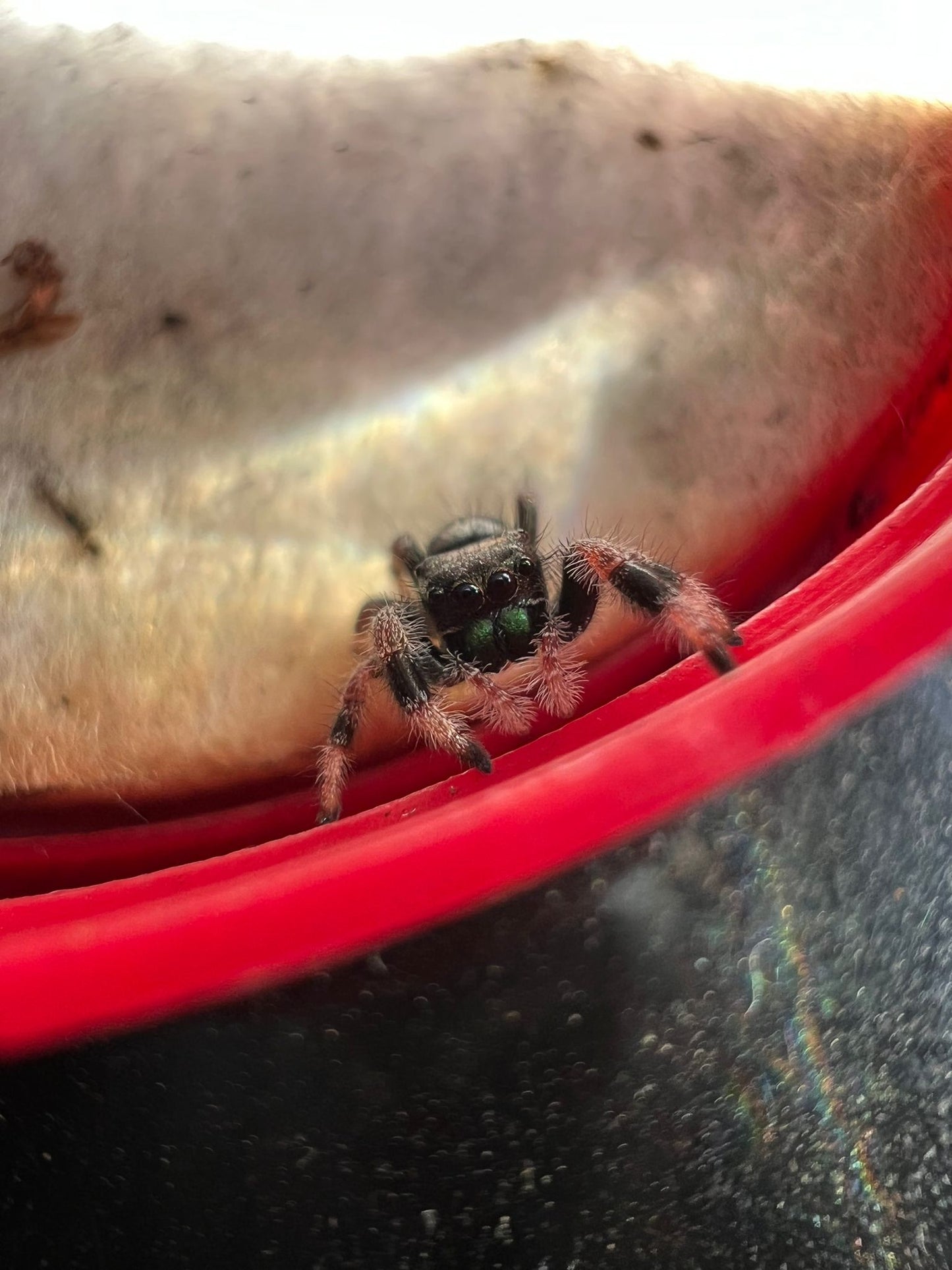 Phidippus regius Soroa