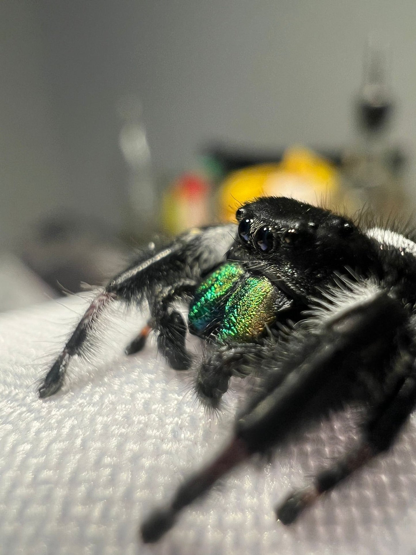 Phidippus regius Soroa